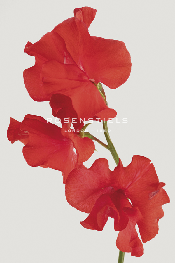 Vivid Bloom - Bud - Ben Wood