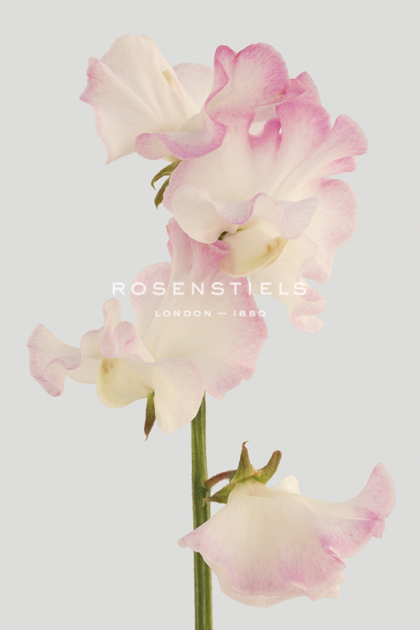 Lively Floral - Melody - Ben Wood