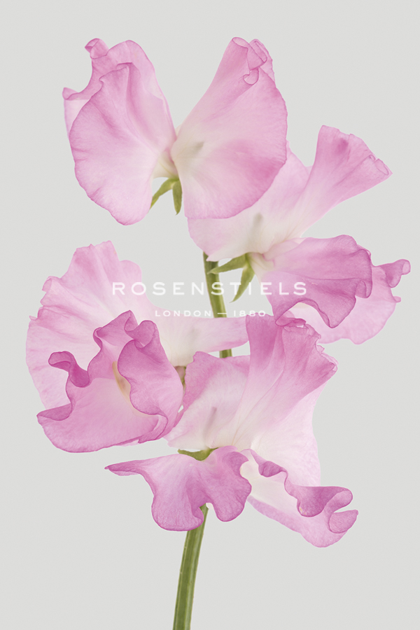 Lively Floral - Unity - Ben Wood