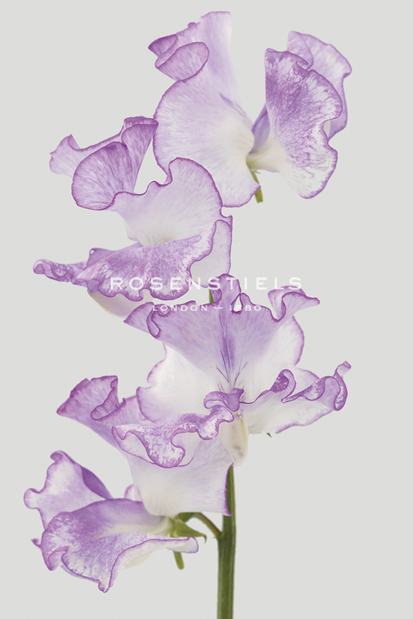 Lively Floral - Unison - Ben Wood