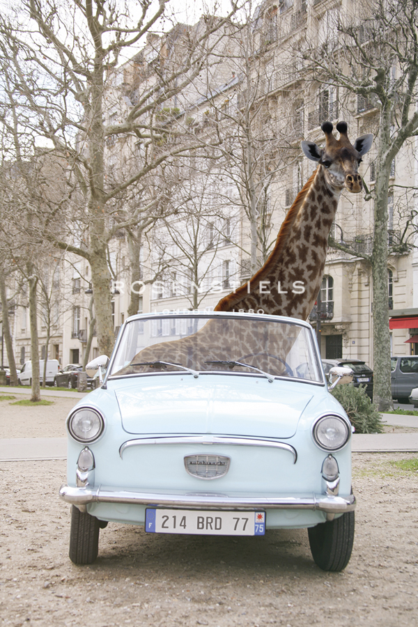 Road Trip - Carina Okula