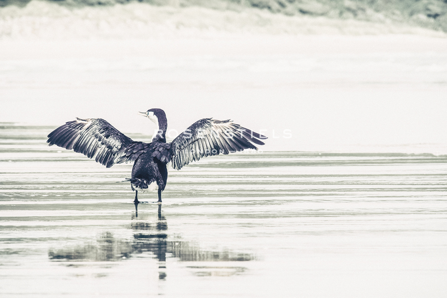 Winged Wader - Florian Schleinig