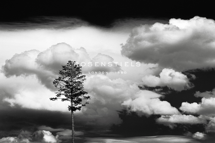 Lone Pine - Jay Wesler