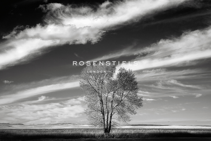 Lone Tree - Jay Wesler