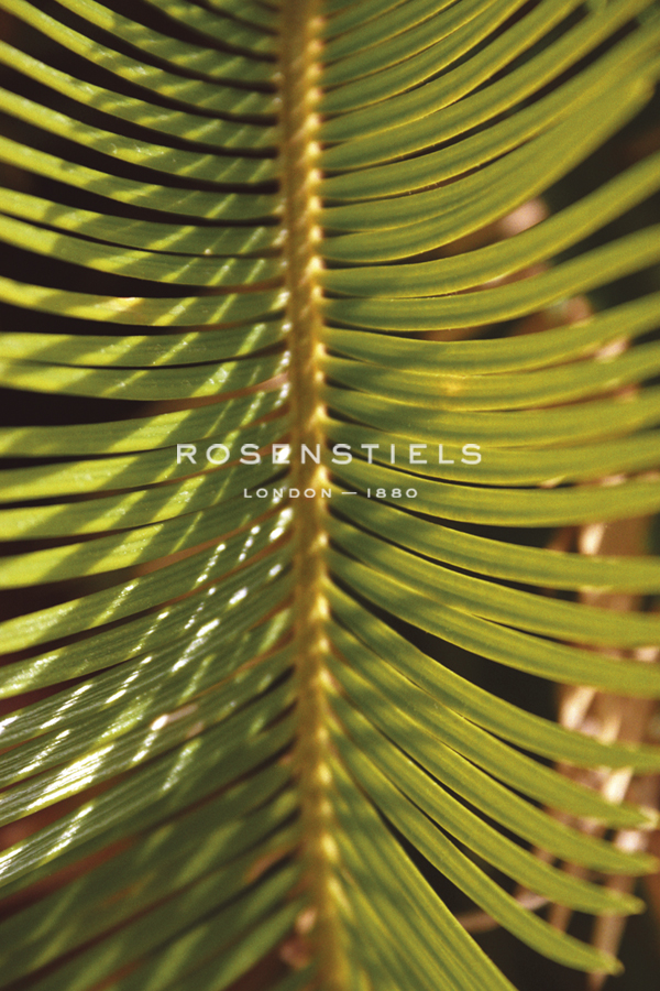 Botanicals XVI - Tony Koukos