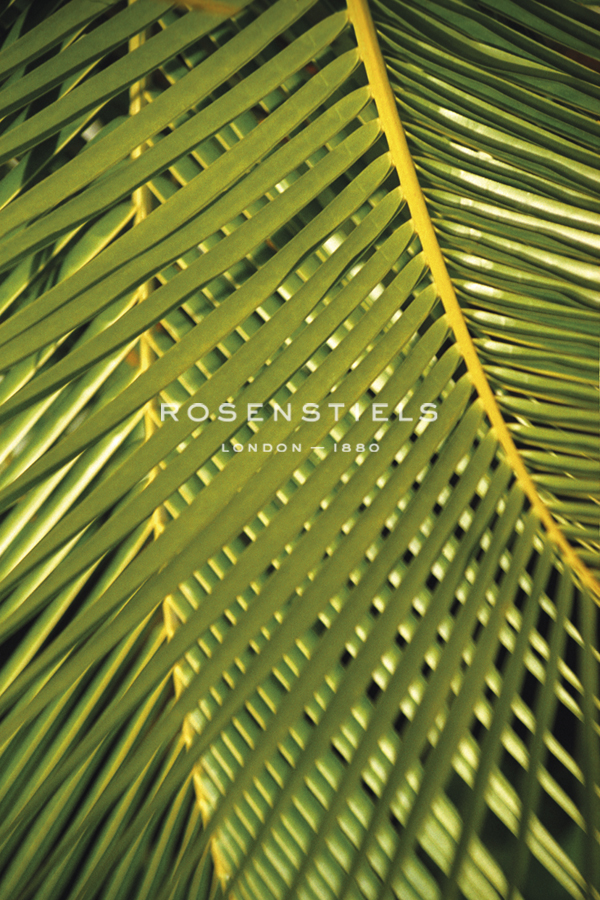 Botanicals XVIII - Tony Koukos