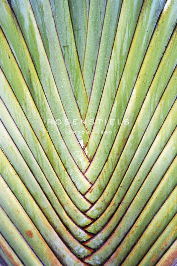 Botanicals XXIV - Tony Koukos