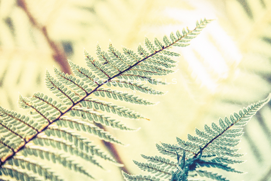Plant Posture - Florian Schleinig