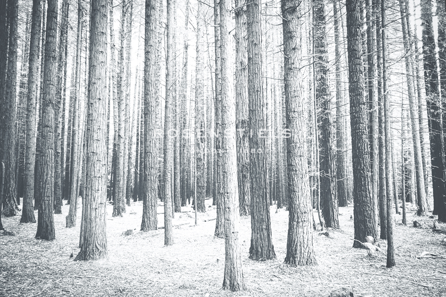 Wooded Wonderland - Florian Schleinig