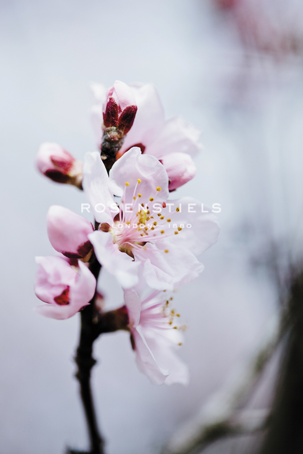 Spring Begins - Sarah Hart Morgan