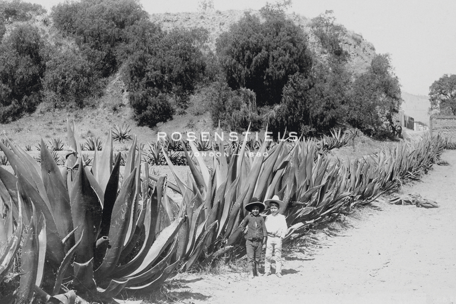 Children and Cacti, 1898 - Historic Collection