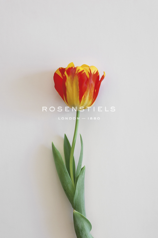 Tulip Flame - Solo - Sarah Hart Morgan