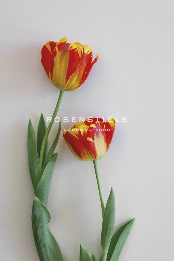 Tulip Flame - Duo - Sarah Hart Morgan
