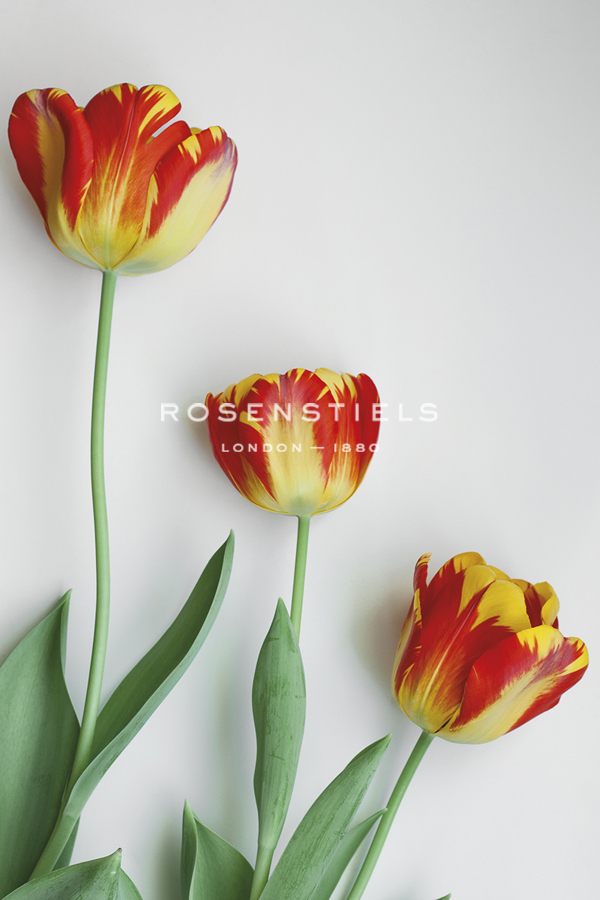 Tulip Flame - Trio - Sarah Hart Morgan