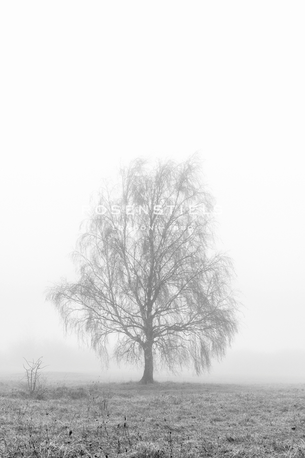 Hazy Walk - Alan Copson