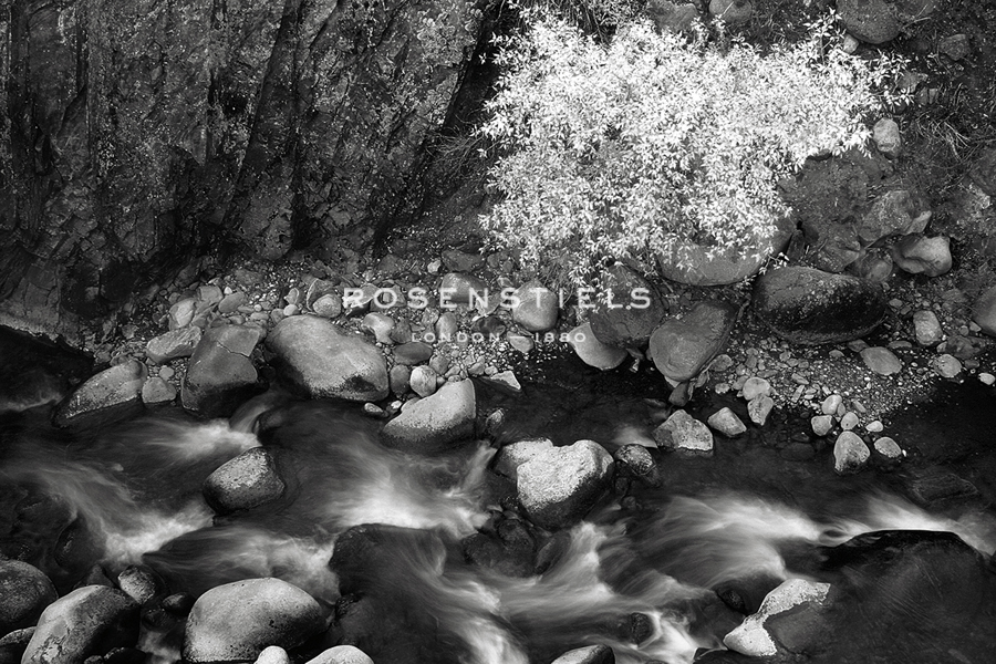 Bear Creek - Jay Wesler