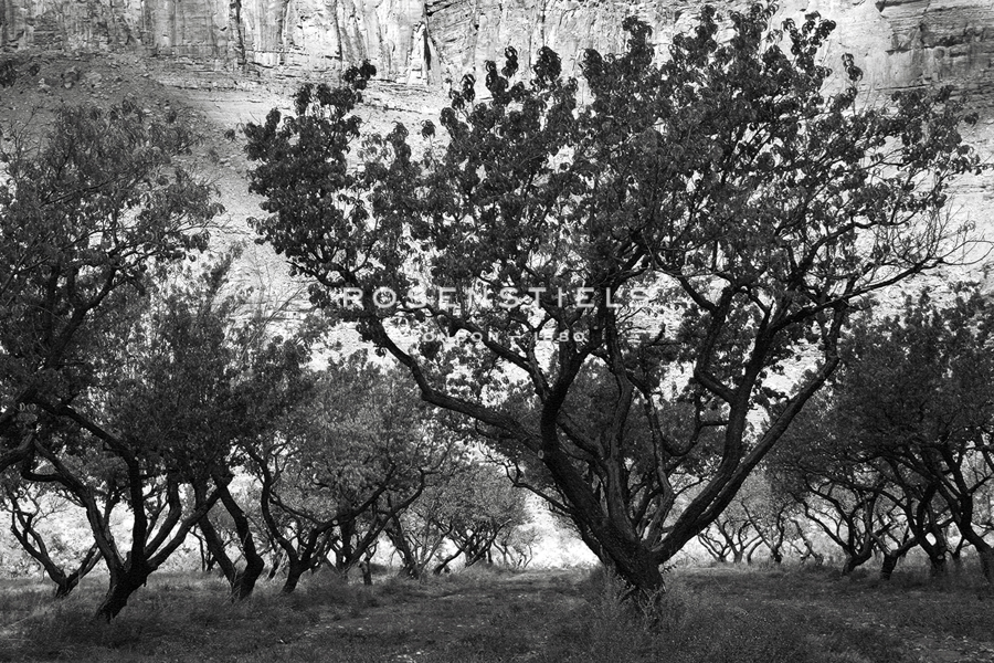 Orchard Trees - Jay Wesler