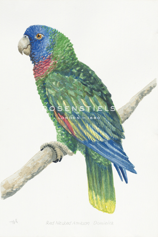 Red Necked Amazon Dominica - Hilary Armstrong