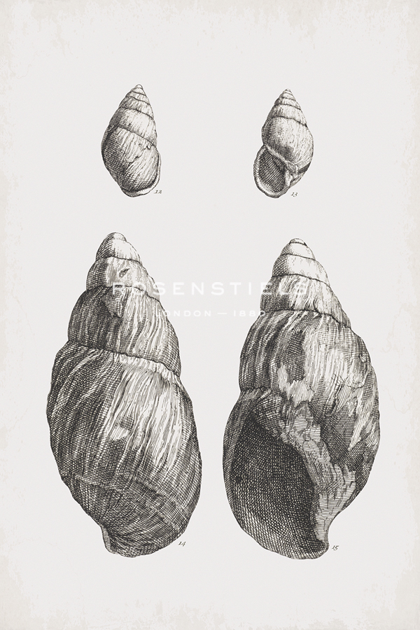 Collected Shells - Quartet - The Vintage Collection
