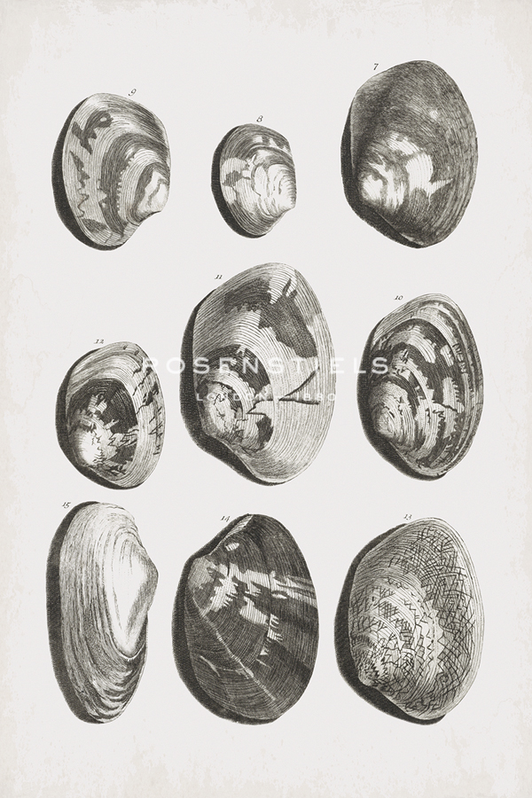 Collected Shells - Gather - The Vintage Collection