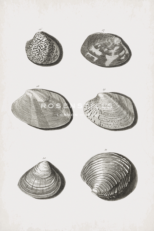 Collected Shells - Hexadic - The Vintage Collection