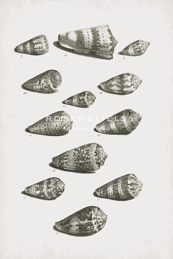 Collected Shells - Forage - The Vintage Collection