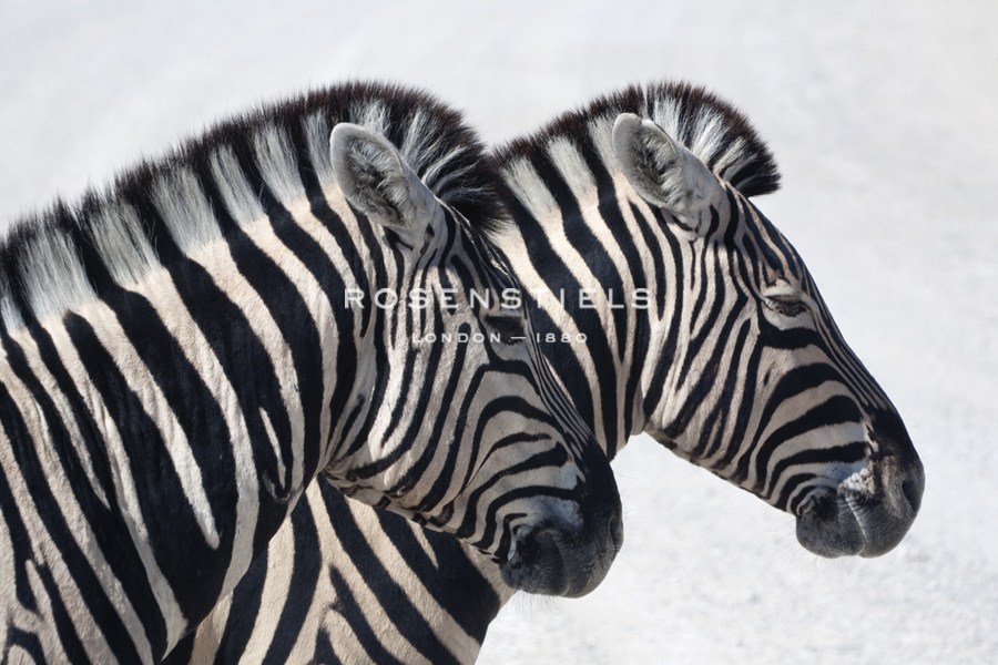 Striped Duet - Niels van Gijn
