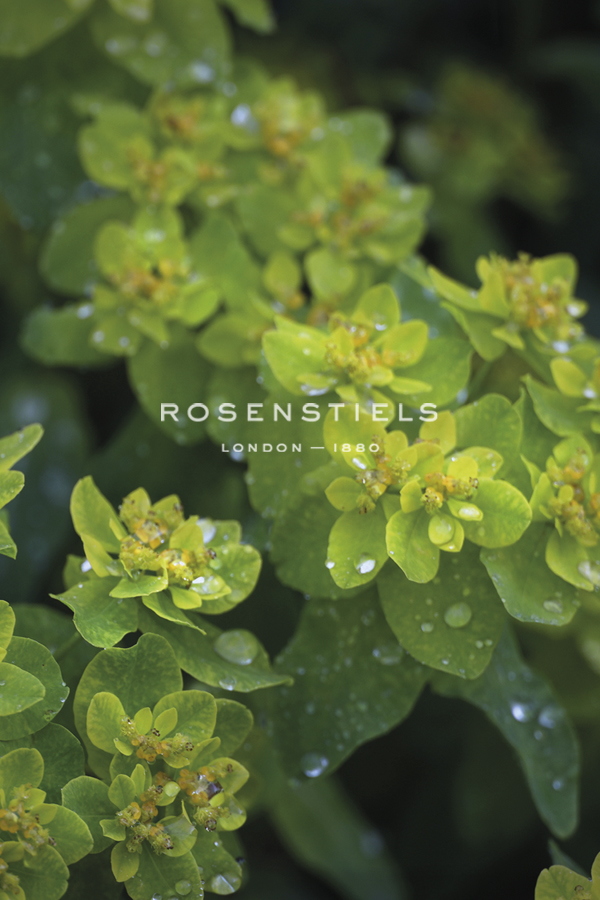 Nature Focus - Fresh - Bill Philip