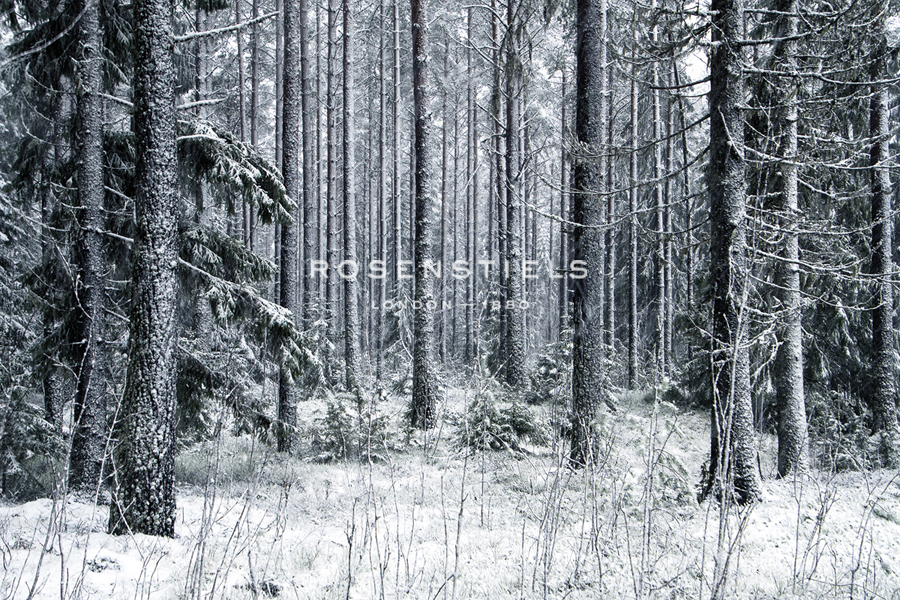 Theatrical Cold - Andreas Stridsberg