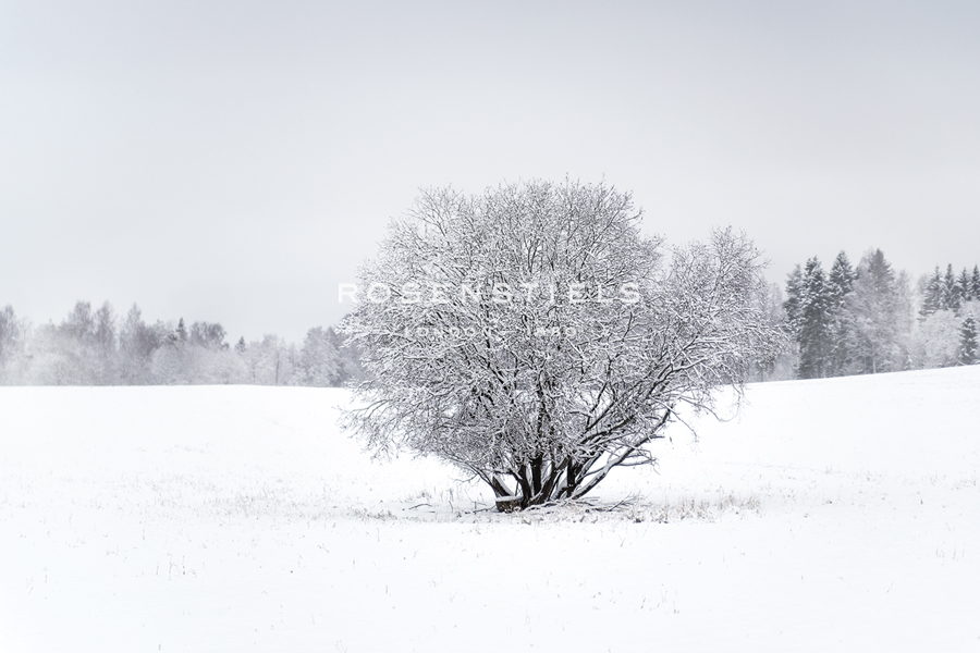 Frosted Solitude - Andreas Stridsberg