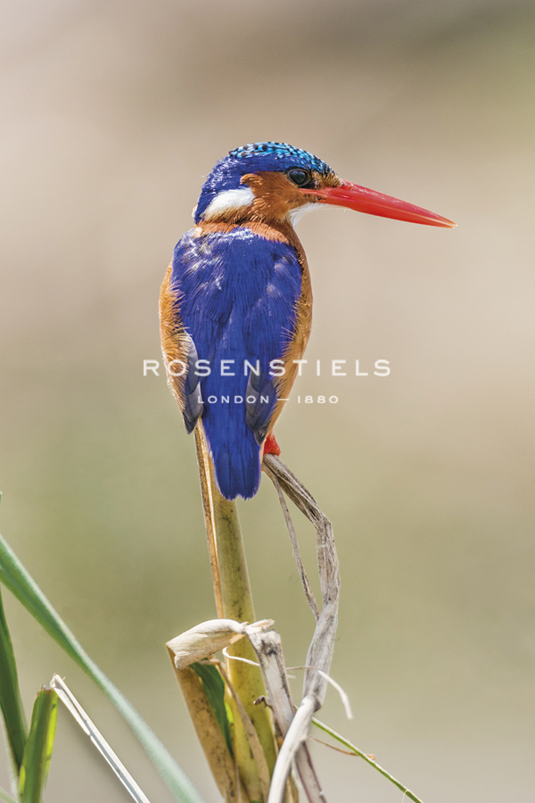 Grand Kingfisher - Nigel Pavitt
