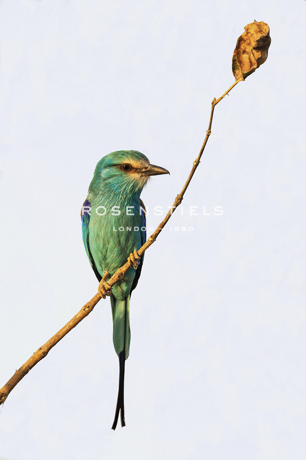 Jewelled Perch - Nigel Pavitt