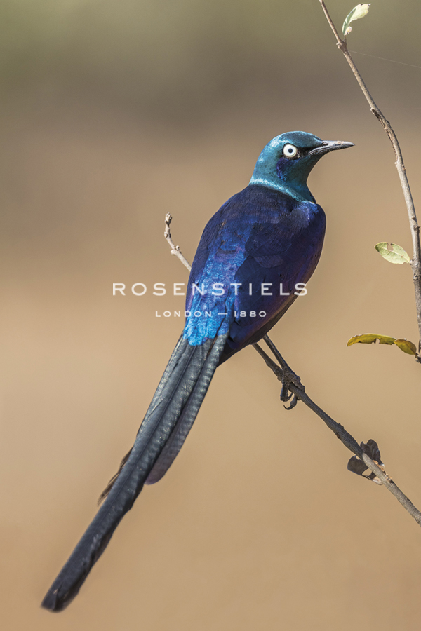 Jewelled Song - Nigel Pavitt