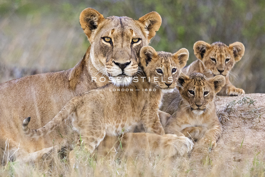 Family Together - Nigel Pavitt