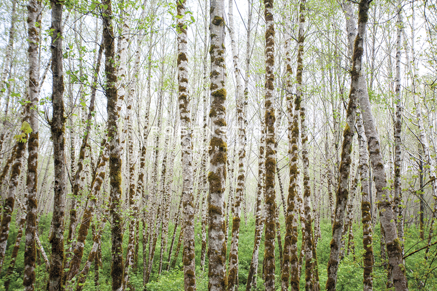 Forest Thicket - Andrew Geiger