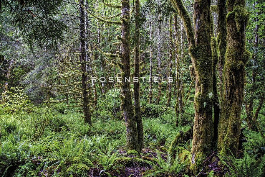 Forest Life - Andrew Geiger