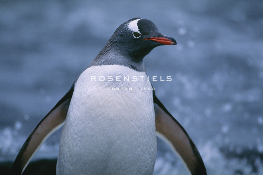 Seabird Approach - Staffan Widstrand