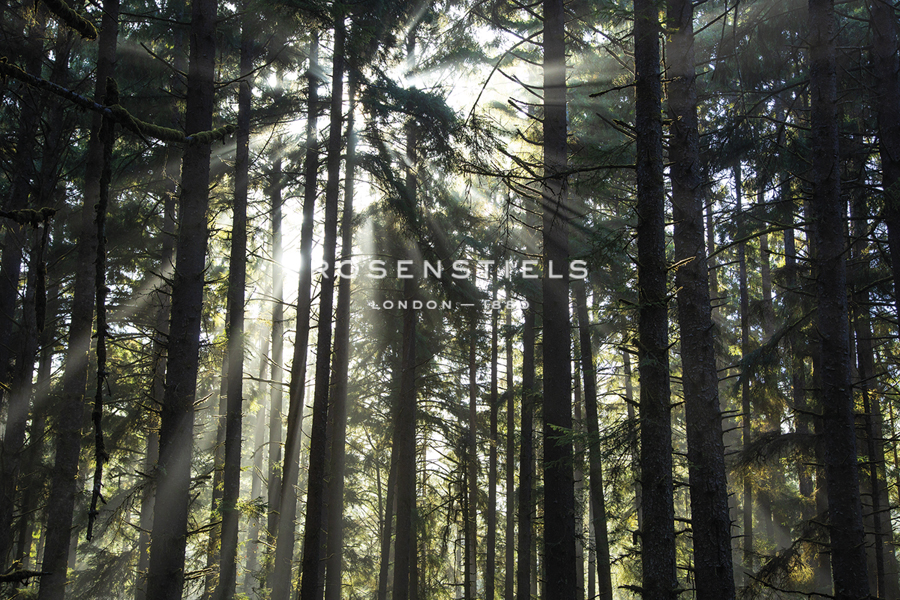 Etheral Haze - Andrew Geiger