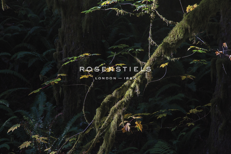 Forest Wonder - Andrew Geiger