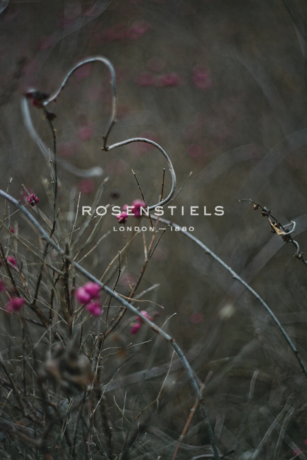 Winter Walks - Bloom - Sarah Hart Morgan