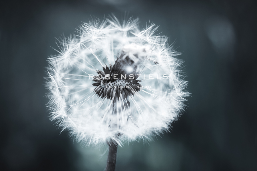 Field of Wishes - Andreas Stridsberg
