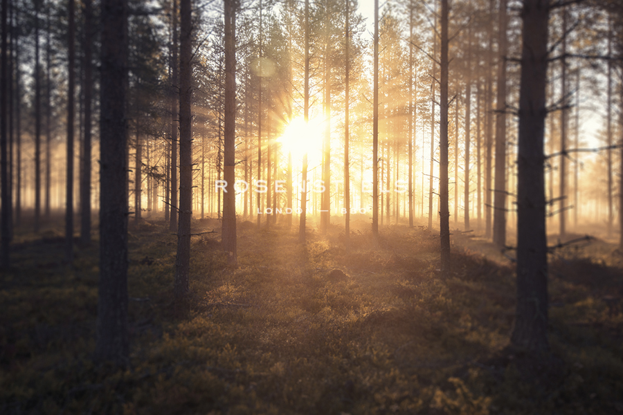 Woodland Dawn - Andreas Stridsberg