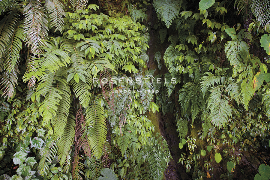 Forest Fronds - Wild Wonders of China