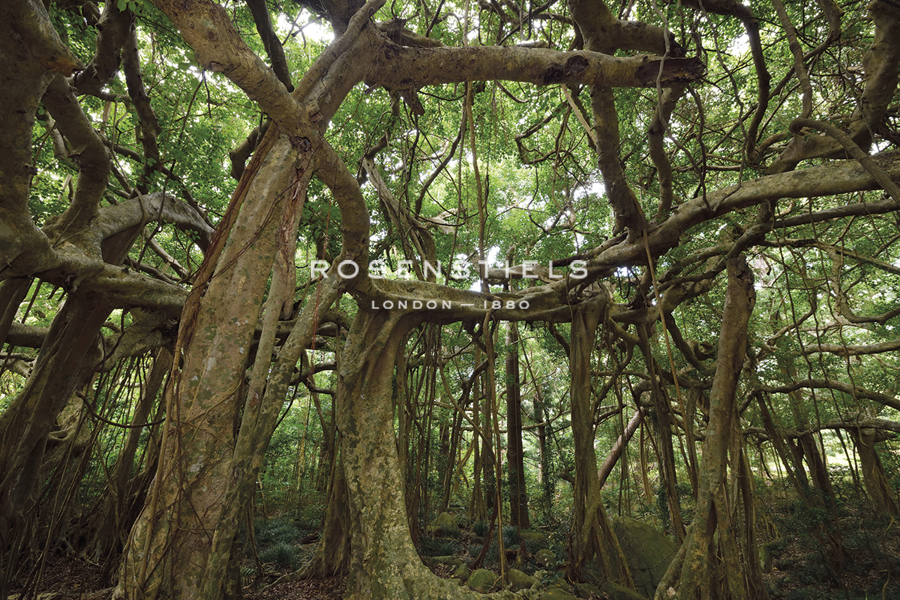 Forest Connections - Wild Wonders of China