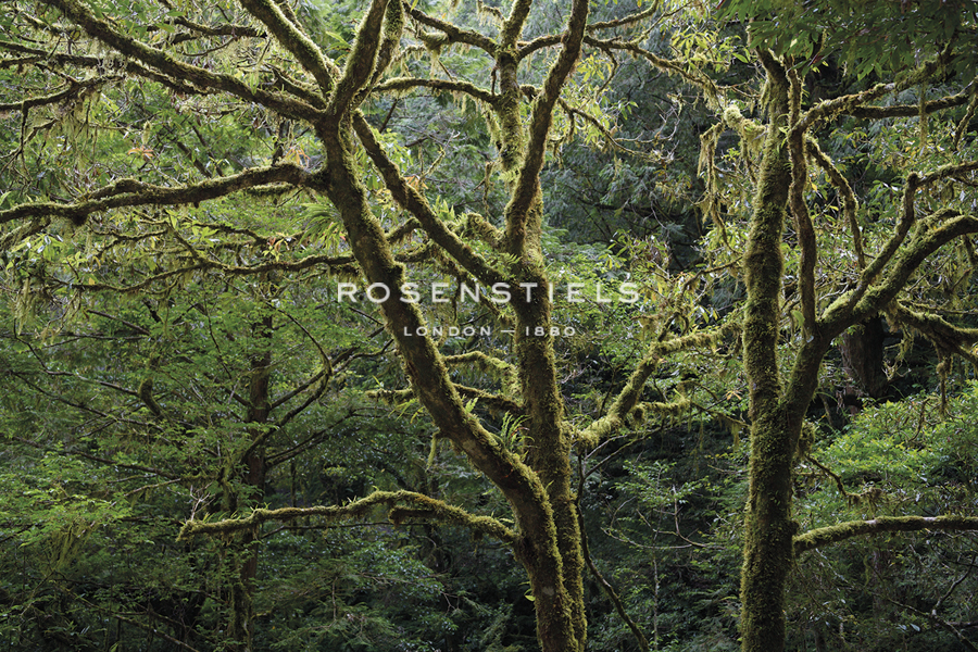 Forest Lush - Wild Wonders of China