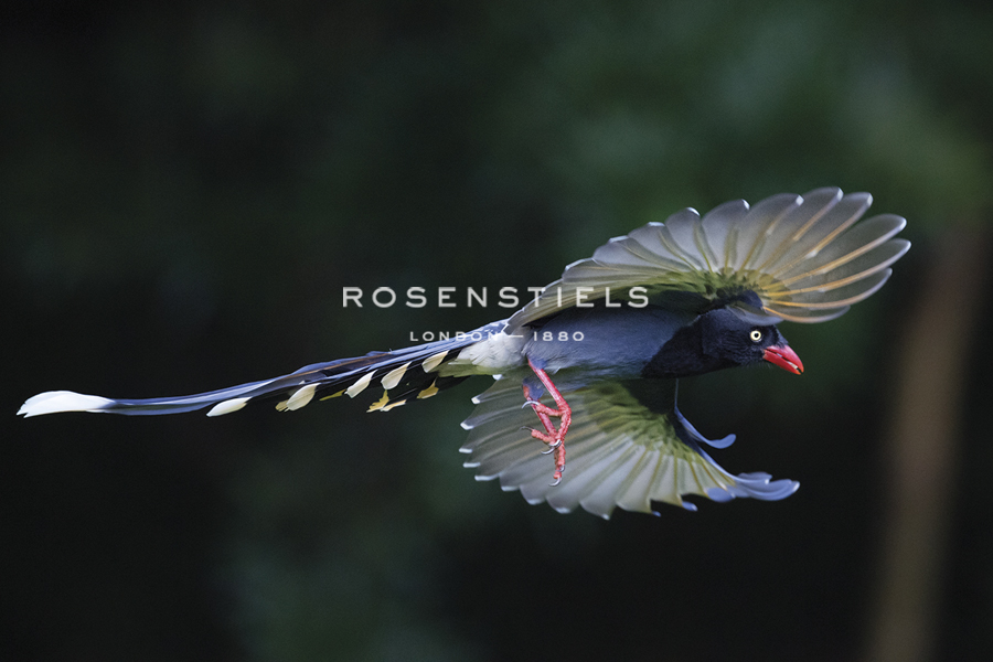 Magpie Soar - Wild Wonders of China