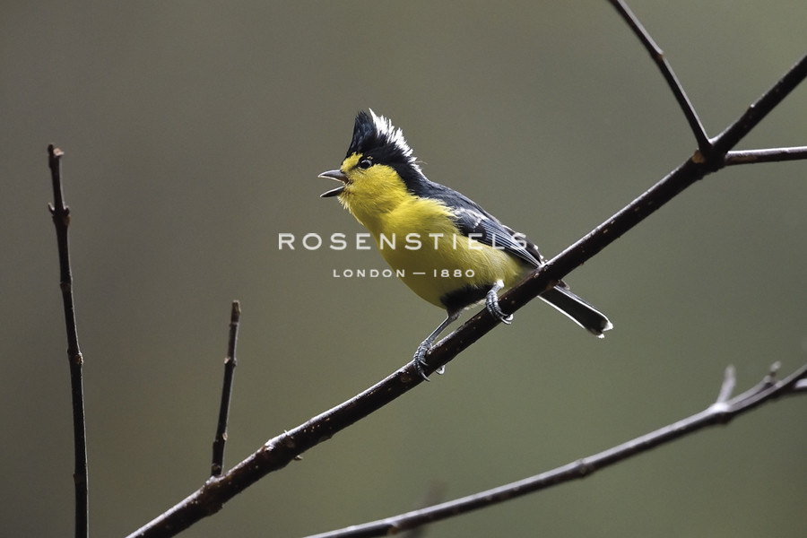 Beautiful Song - Wild Wonders of China