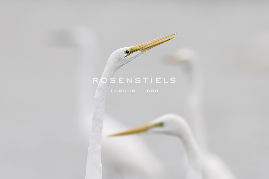 Elegant Duet - Wild Wonders of China