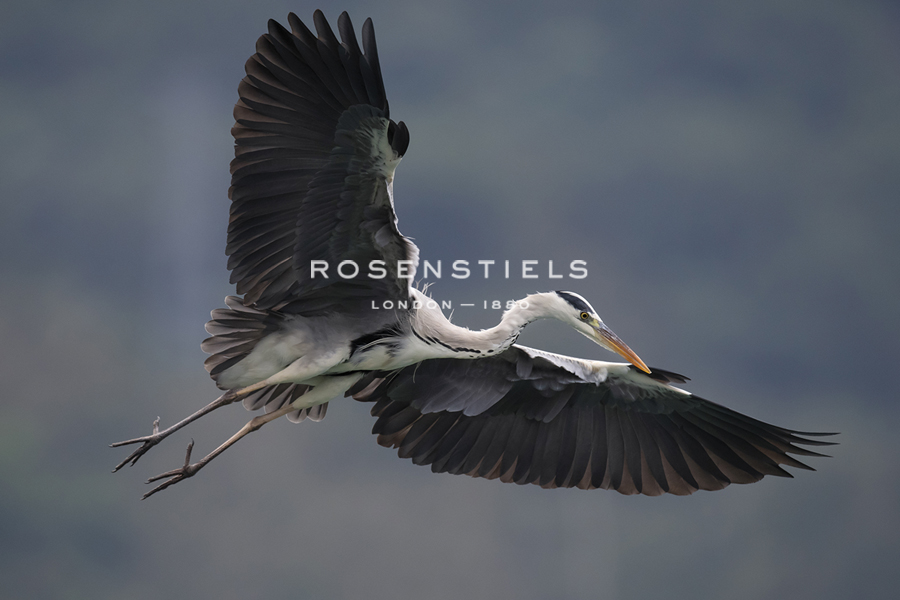 Graceful Heron - Wild Wonders of China
