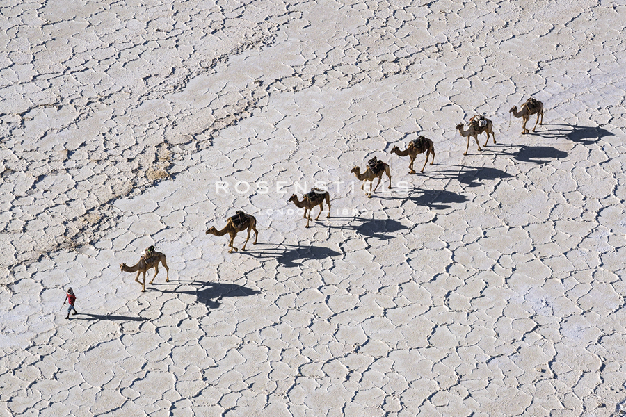 Camel Procession - Nigel Pavitt